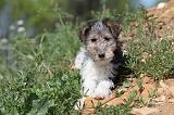 FOX TERRIER 236